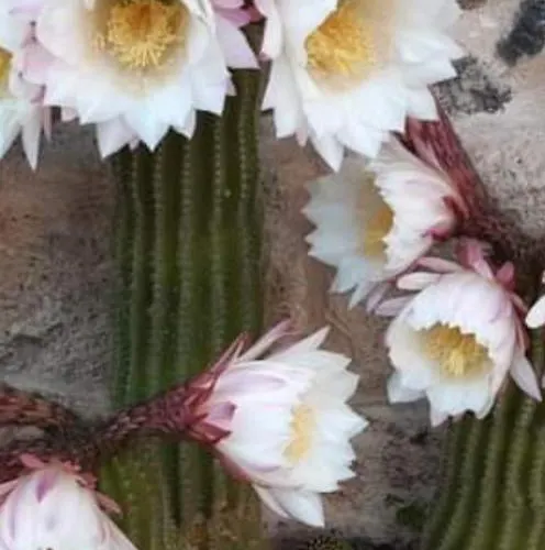 Appartamento Alberto